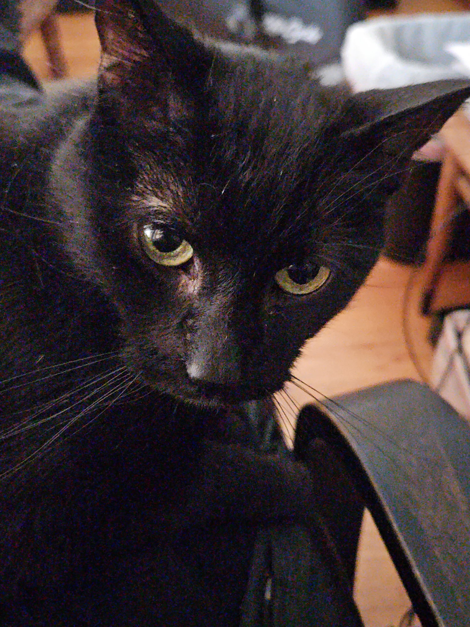 Hermi, Dr. Smith's black cat, in a close portrait