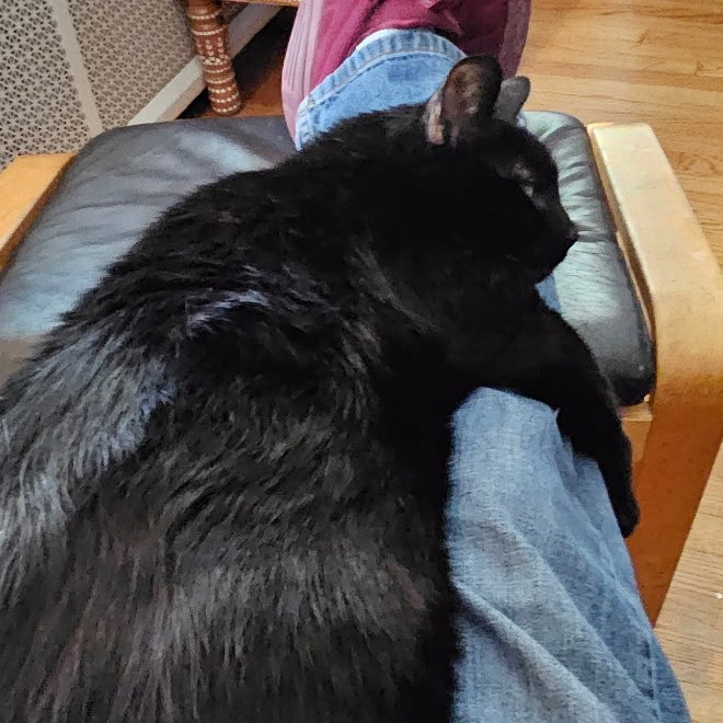 Hermi, Dr. Smith's black cat, curled up and resting