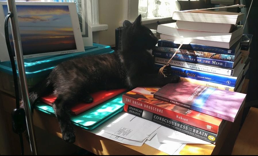 A small black kitten, Hermi, curled up asleep on a stack of psychology and consciousness books in a sunny window